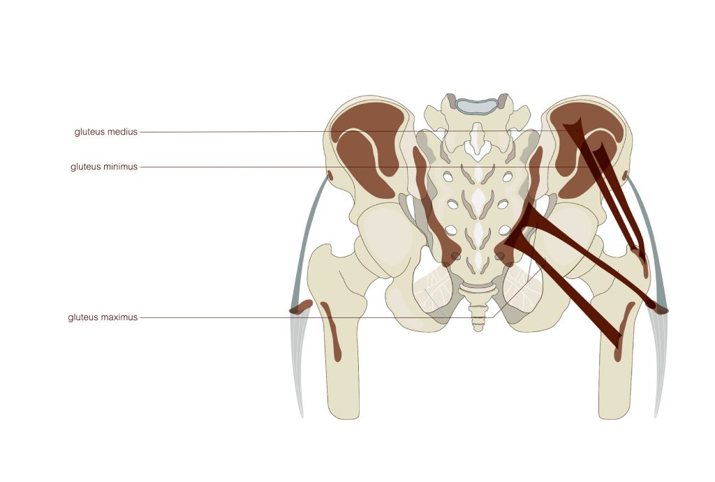 PELVICmuscles_2 – fahrenheit450 design | medical-visuals