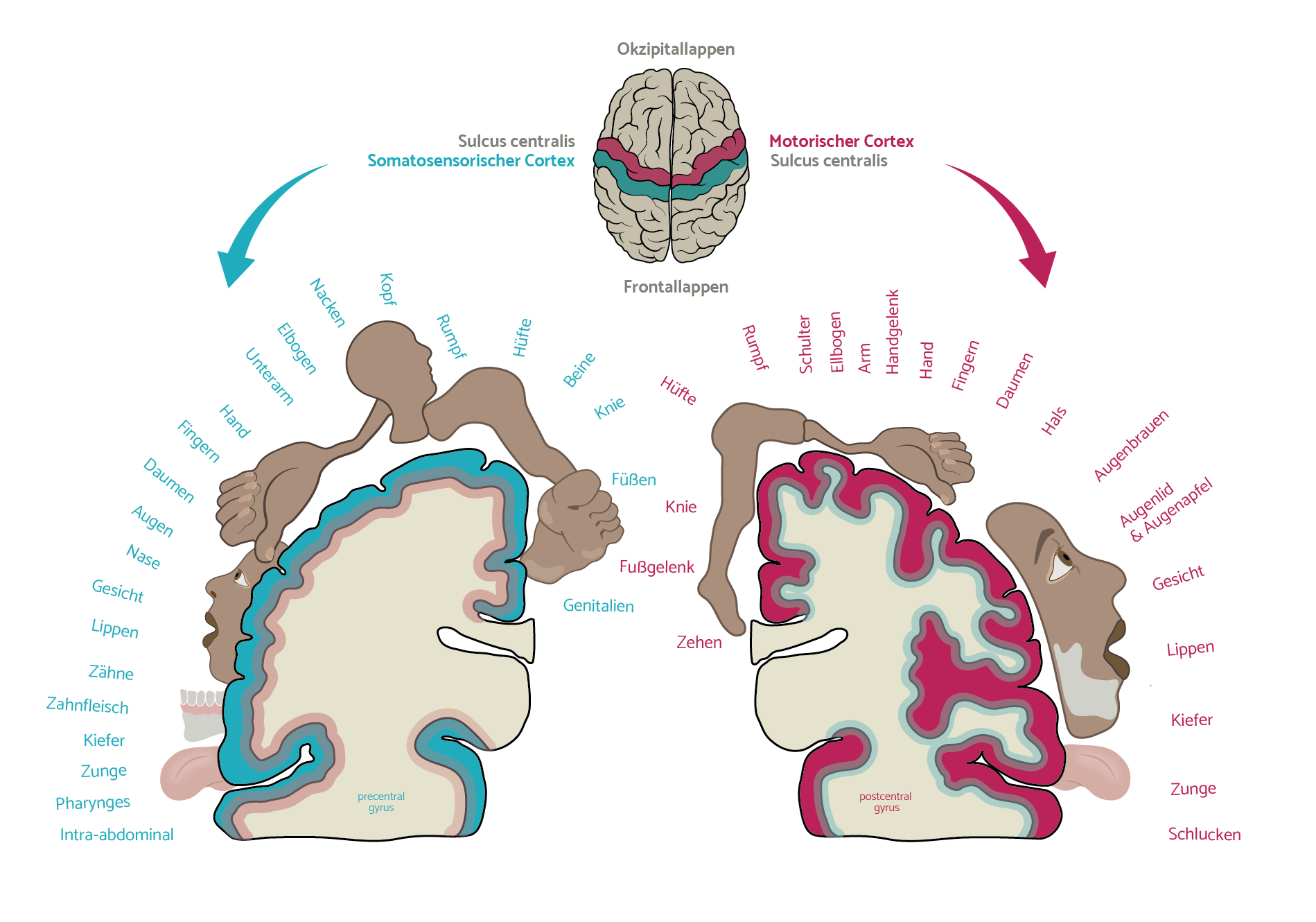 MAPPE_INFOGRAPHIC_homunculus